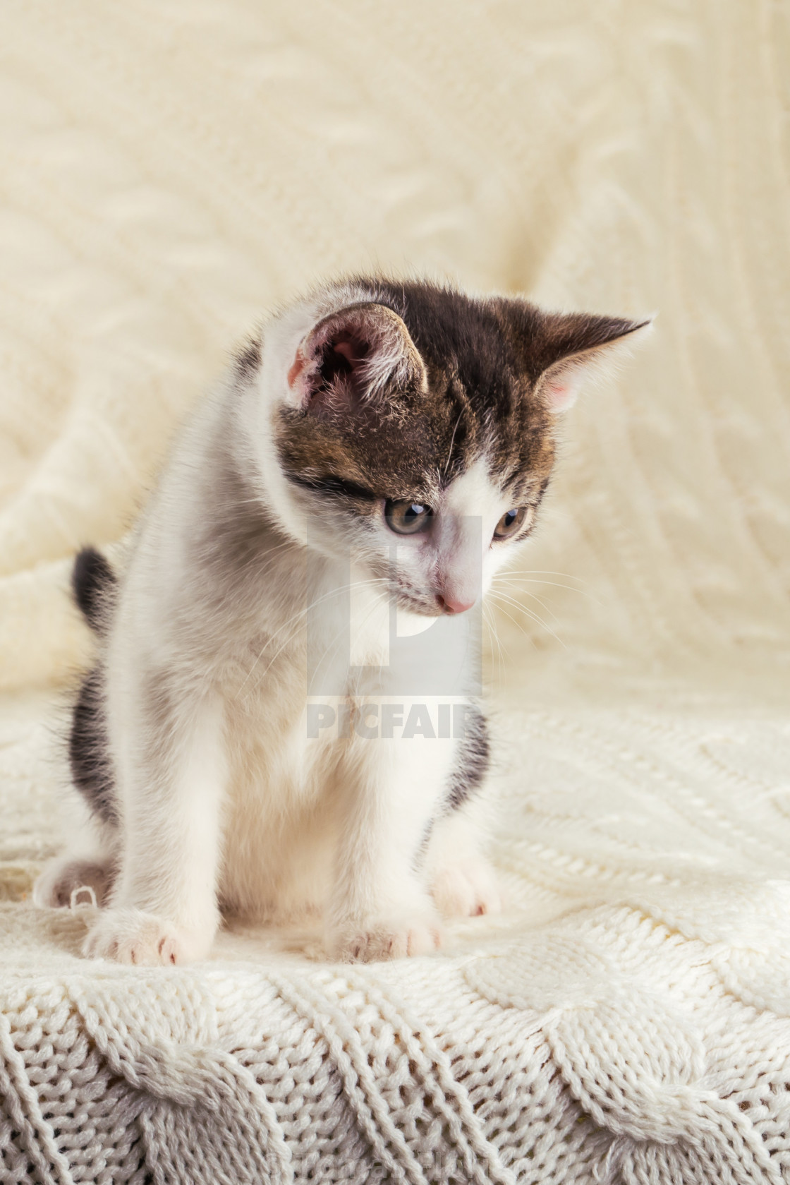 White Cute Kitten With Tabby Head Sitting On Knitted Blanket