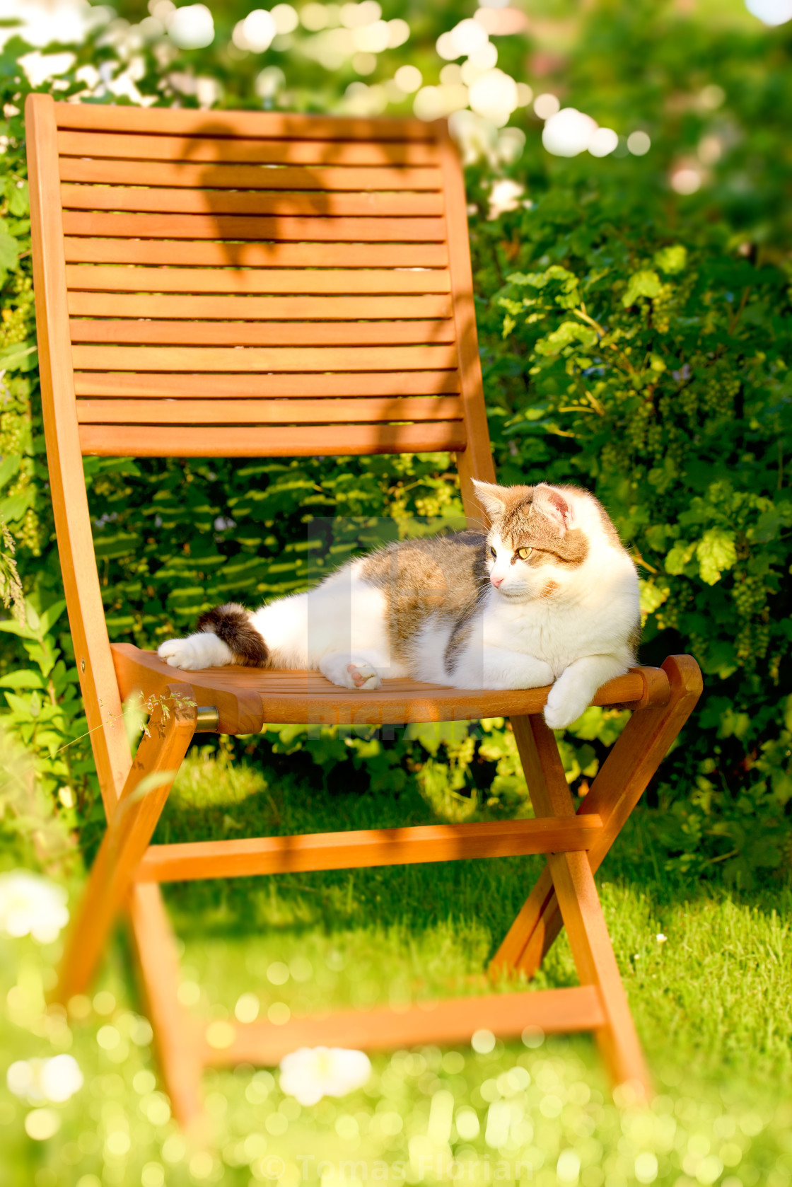 Adult Cat Rests On Wooden Chair In Garden License Download Or