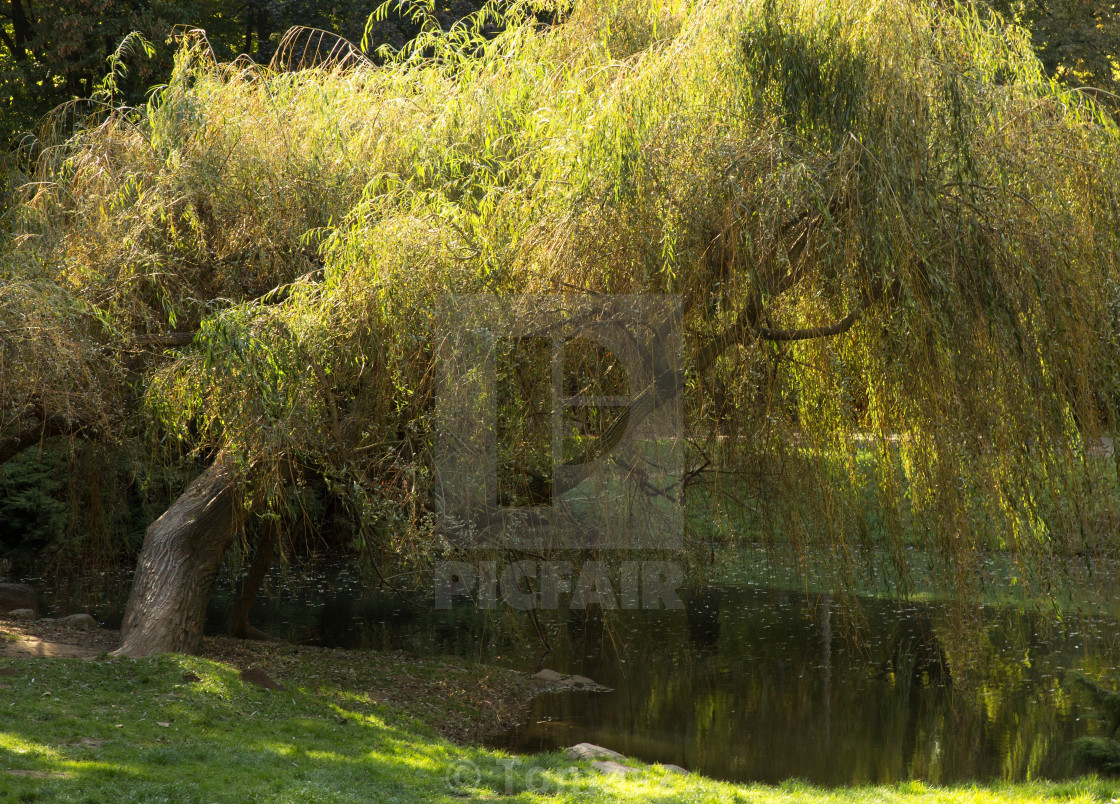 Autumn Willow Over A Pond In A Park Horizontal License Download Or Print For 7 44 Photos Picfair