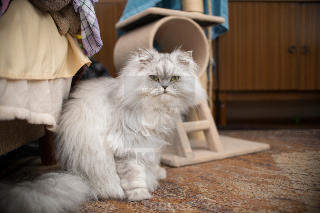 White Persian Cat License Download Or Print For 5 00 Photos