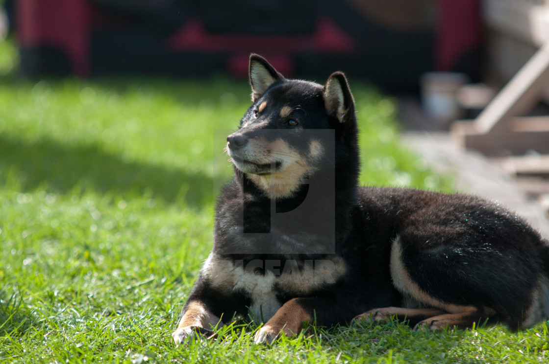 Old Black Shiba Inu License Download Or Print For 6 Photos Picfair