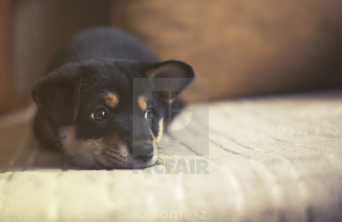 Sad Shiba Inu On Bed Vintage Effect License Download Or Print For 5 00 Photos Picfair