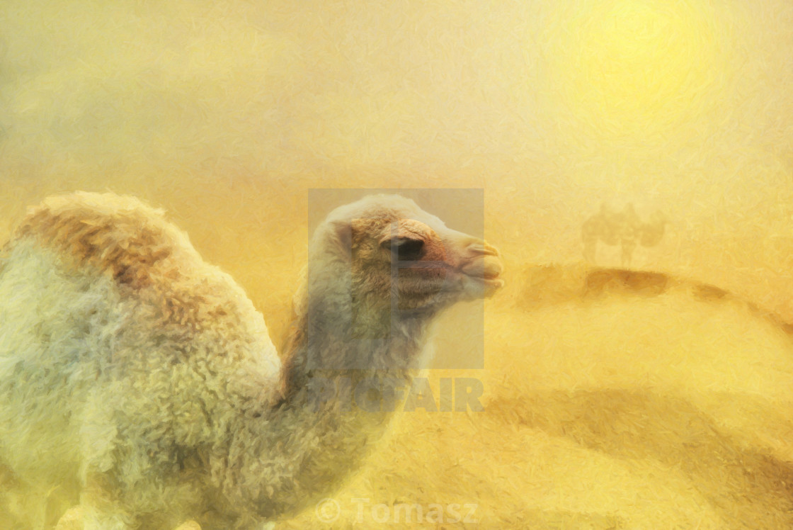 Close Up On Young Camel On The Desert Sand Storm Digital