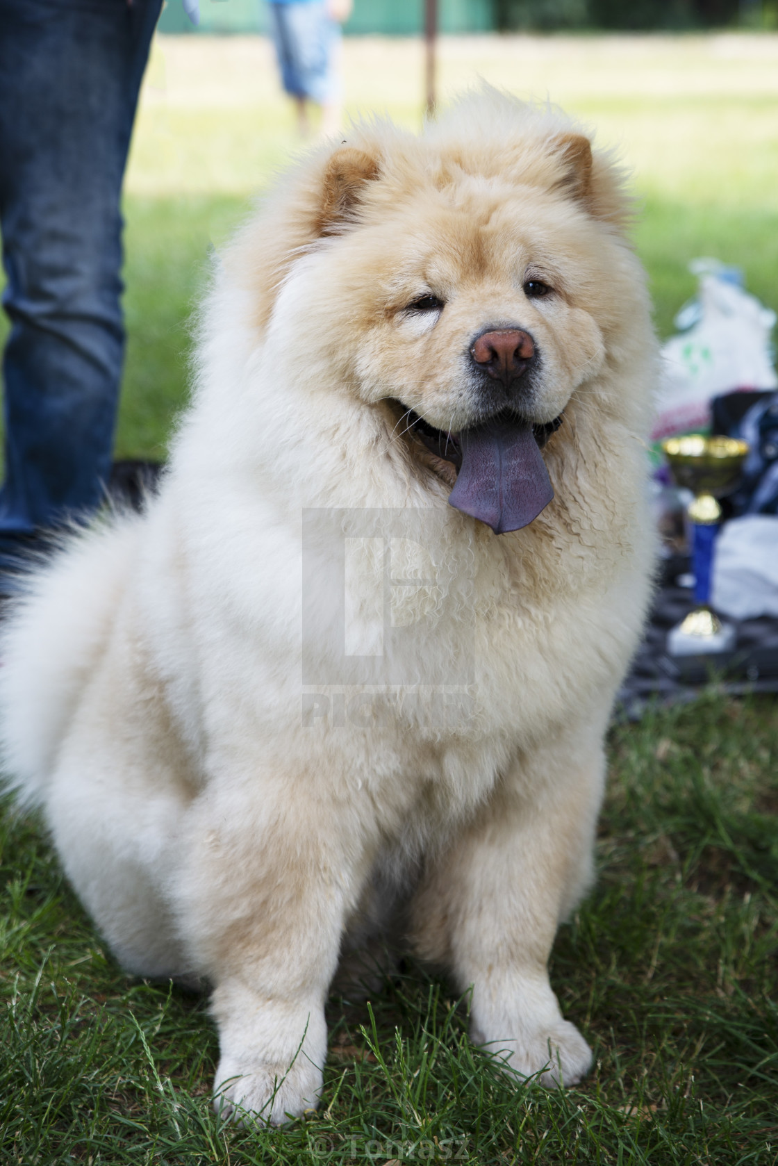 chow chow tongues
