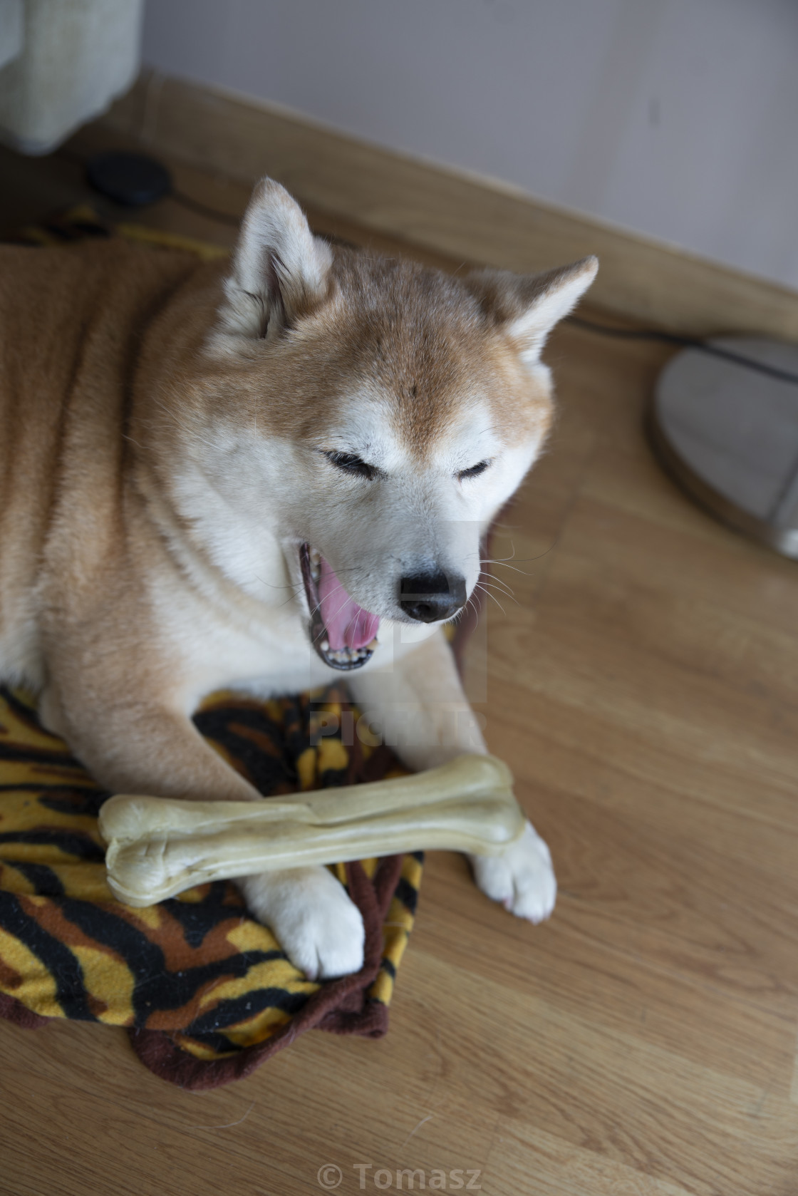 Shiba In Dog With Bone On The Floor License Download Or