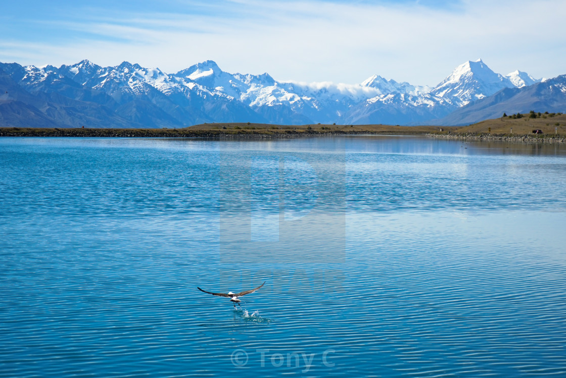 Mystery Bird Lake Pukaki Nz License Download Or Print For 4 96 Photos Picfair