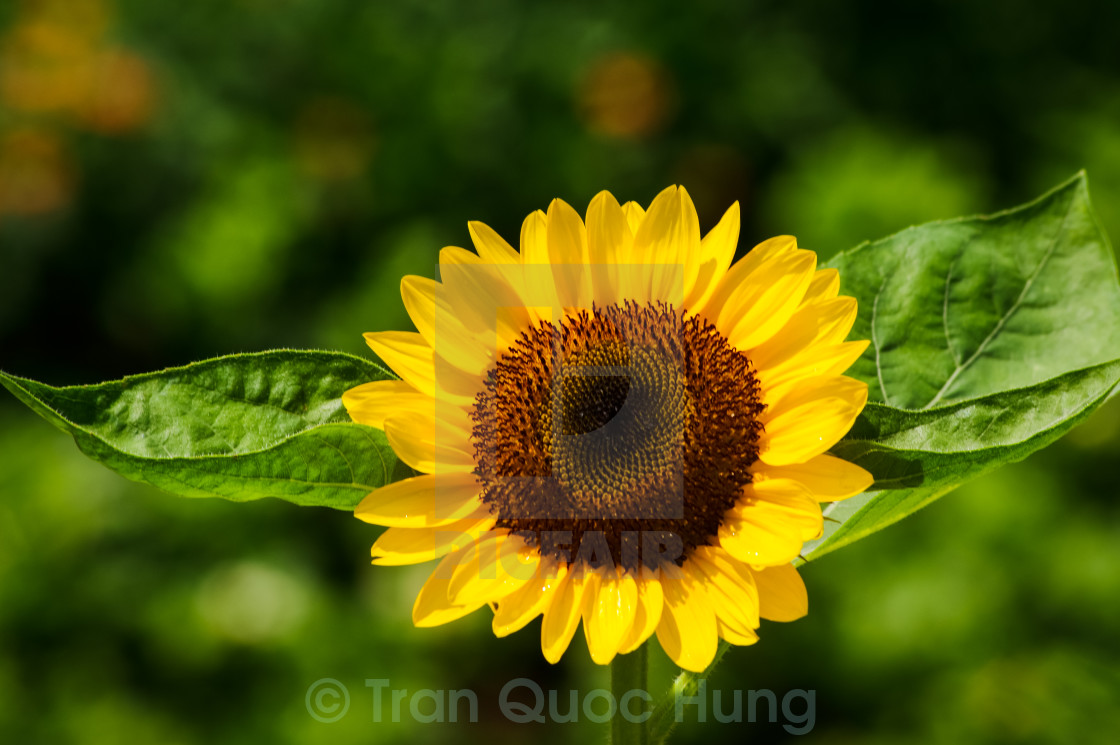 "Sunflower" stock image