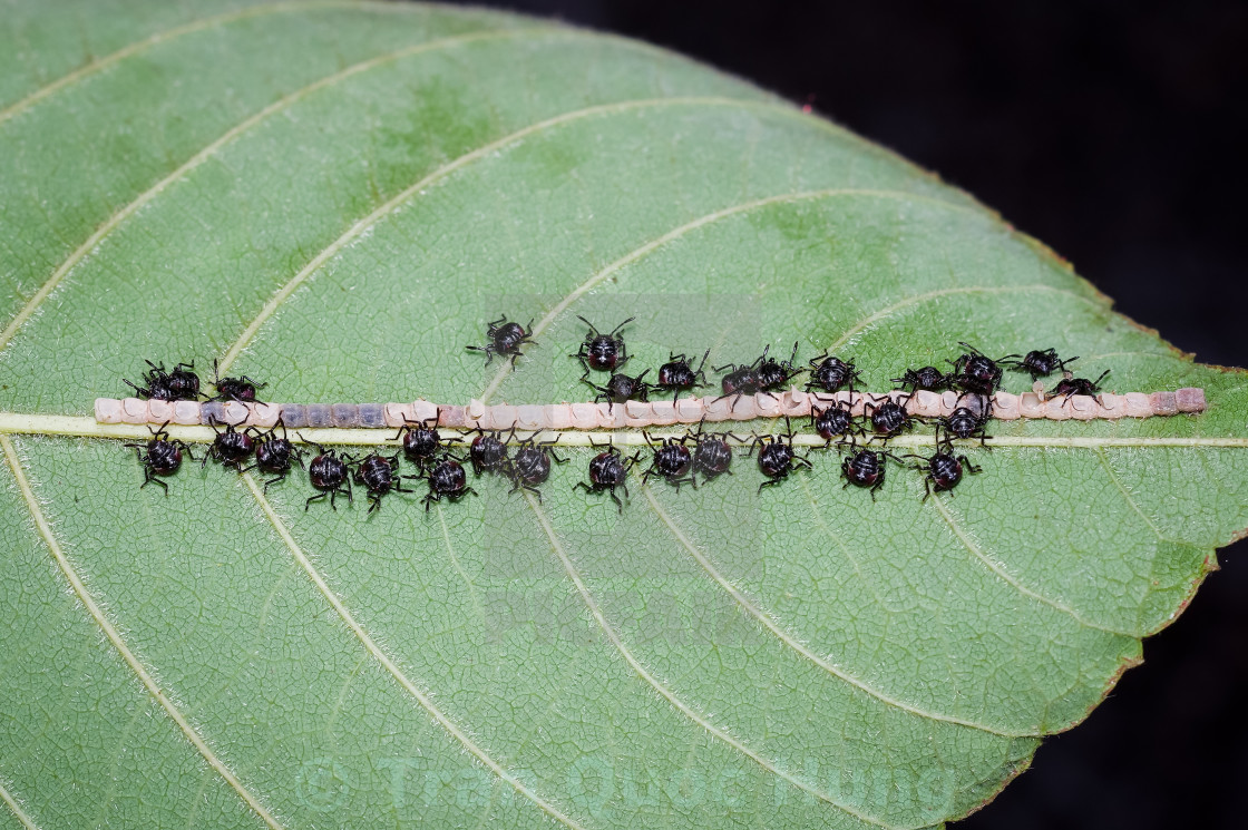 "Group of children stink bug on green leaf" stock image