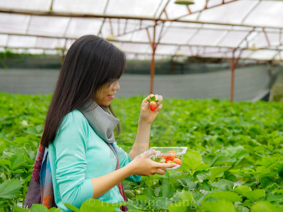 Asian Young Girl Is Holding Strawberry In Hand In A Strawberry