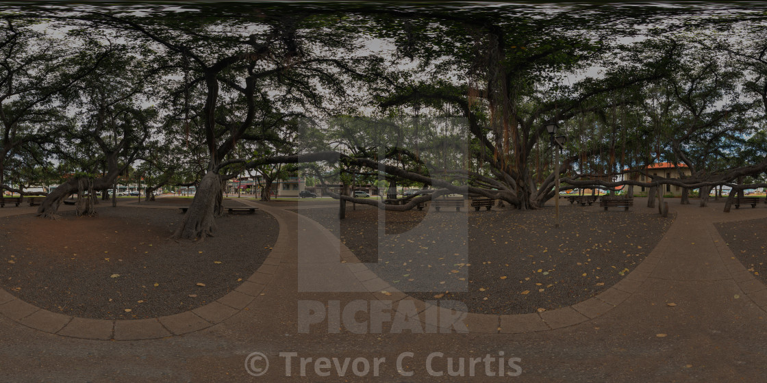 "Banyan Tree Lahaina Maui Hi" by Trevor C Curtis - £12.40 "Banyan Tree Lahaina Maui Hi" stock image