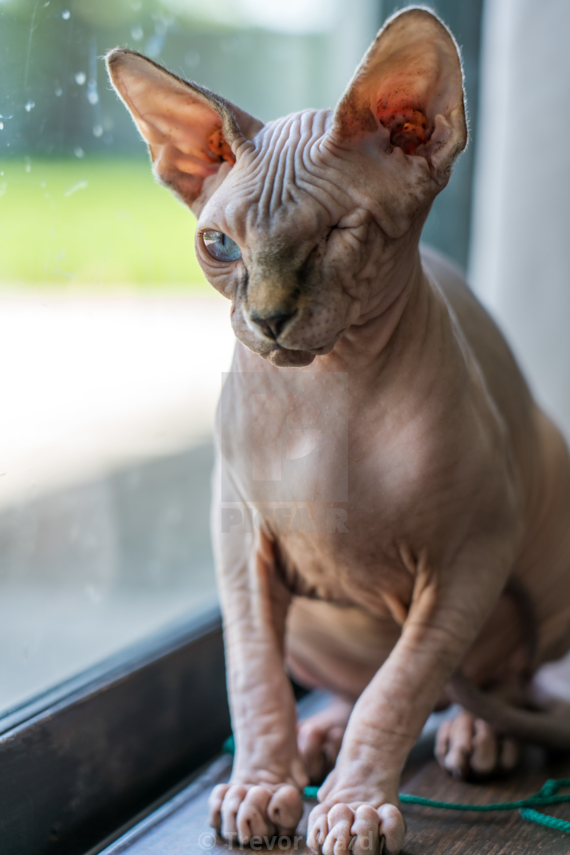 Hairless Cat License Download Or Print For 3 72 Photos Picfair