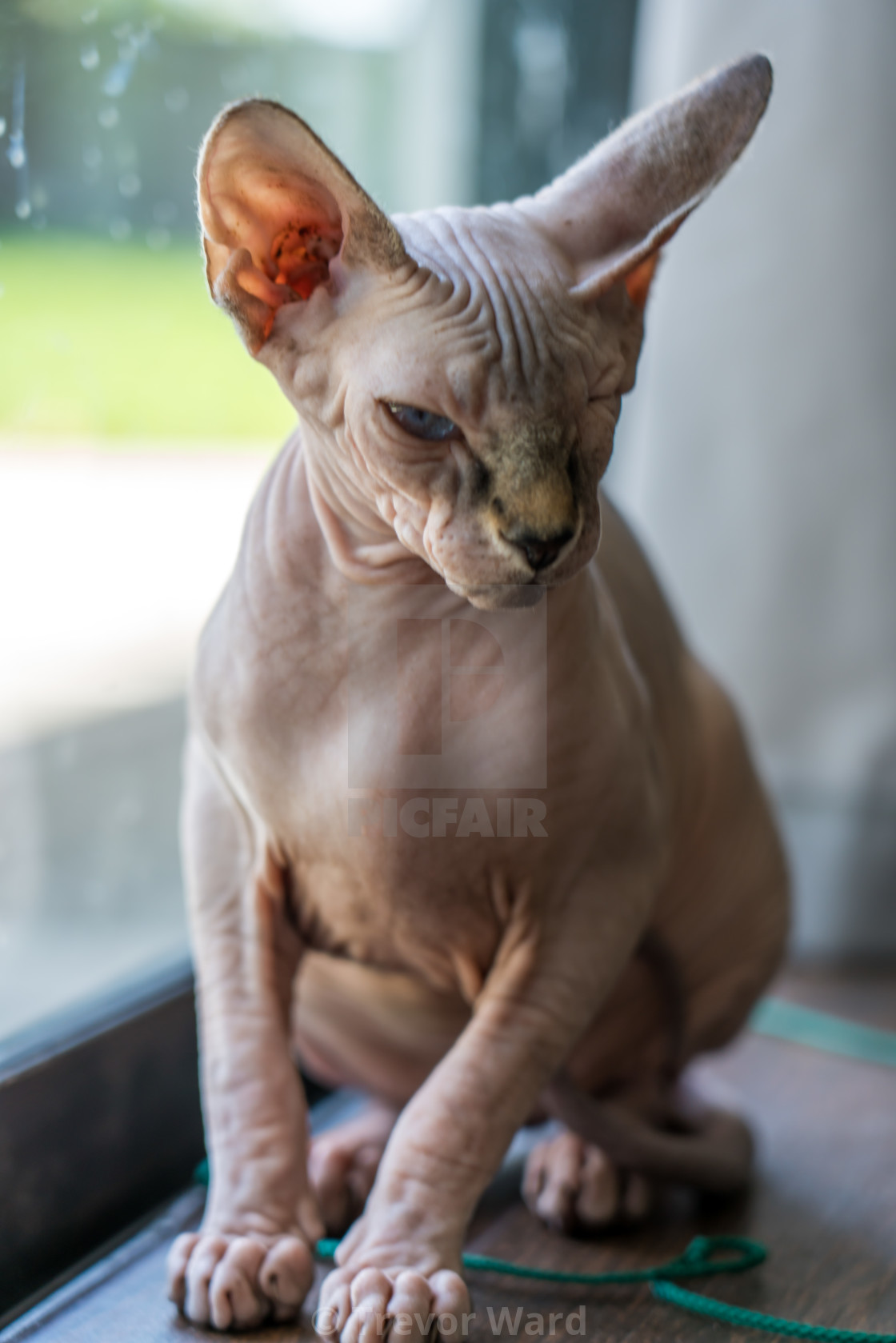 Hairless Cat License Download Or Print For 3 72 Photos Picfair