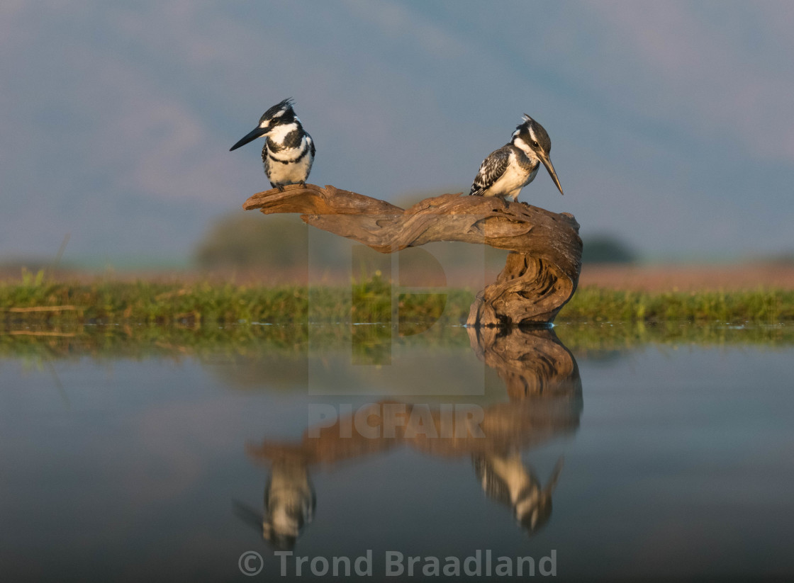 "Pied Kingfisher" stock image