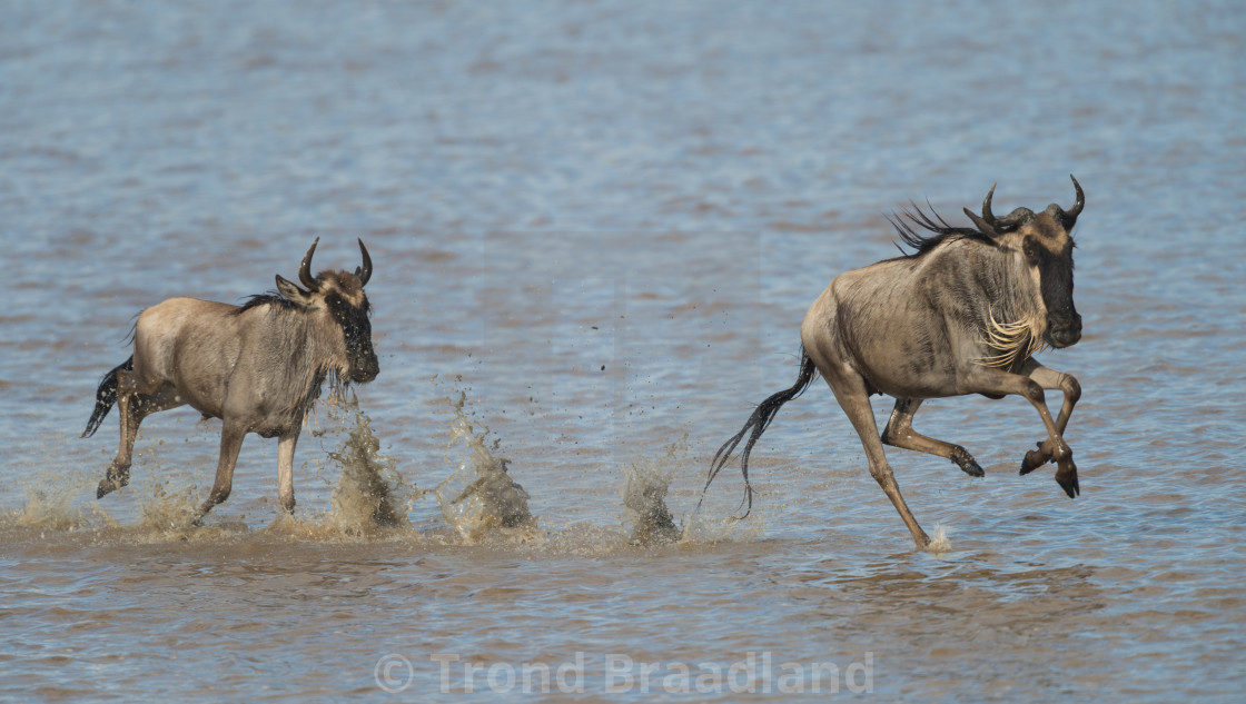 "Wildebeasts" stock image