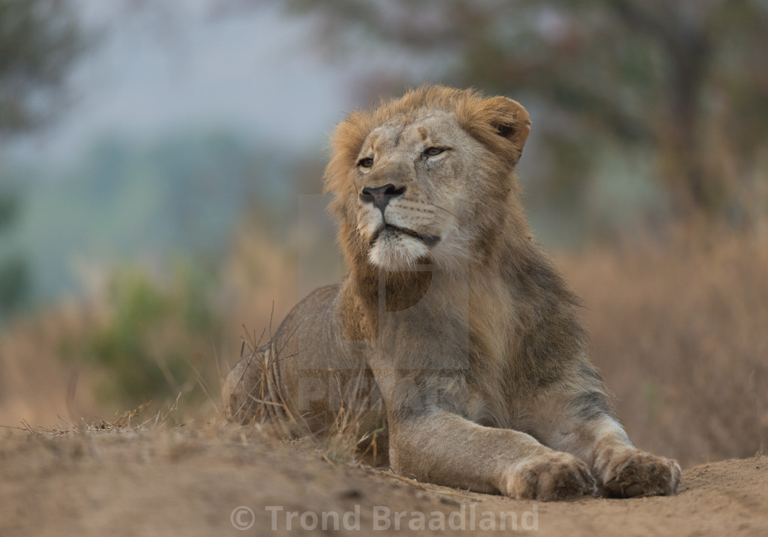 "Male lion" stock image