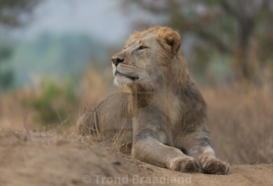 "Male lion" stock image