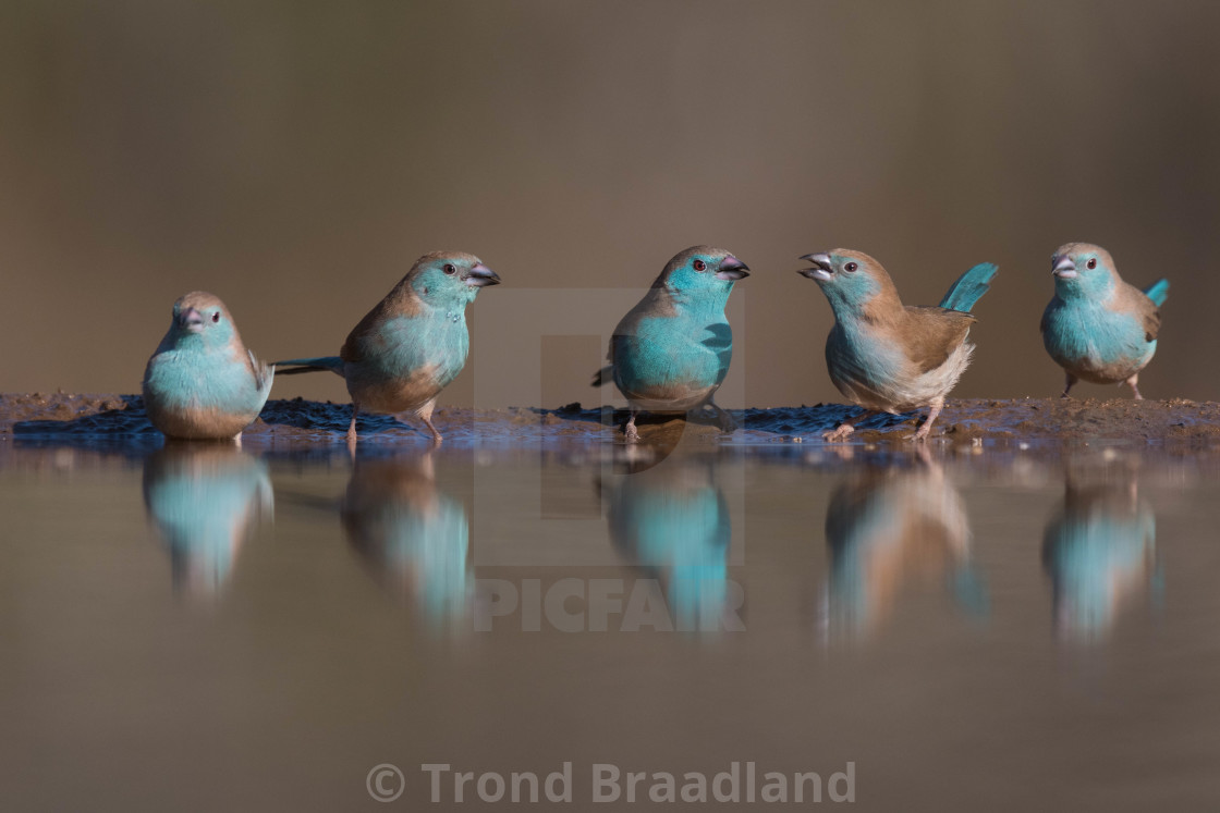 "Blue waxbills" stock image