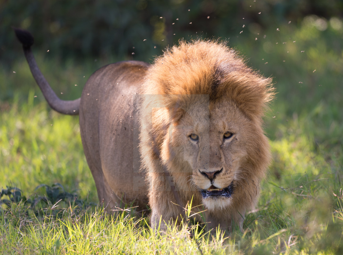 "Lion" stock image