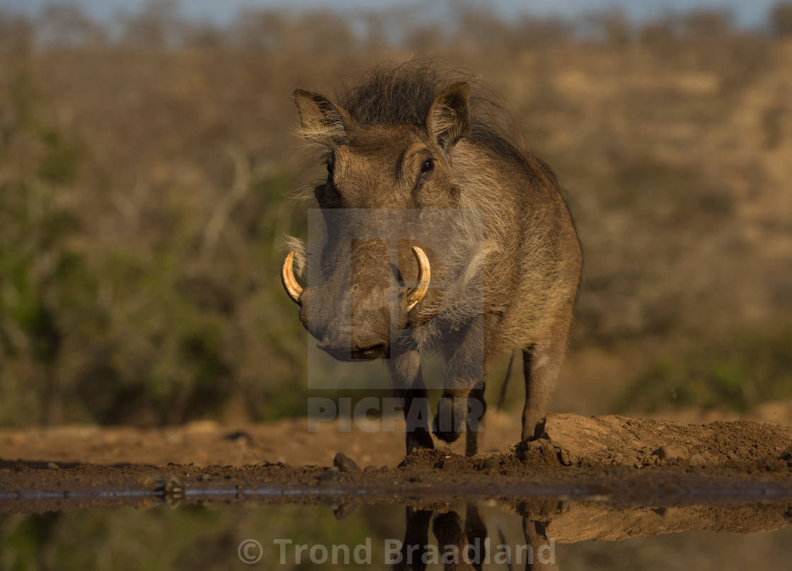 "Warthog" stock image