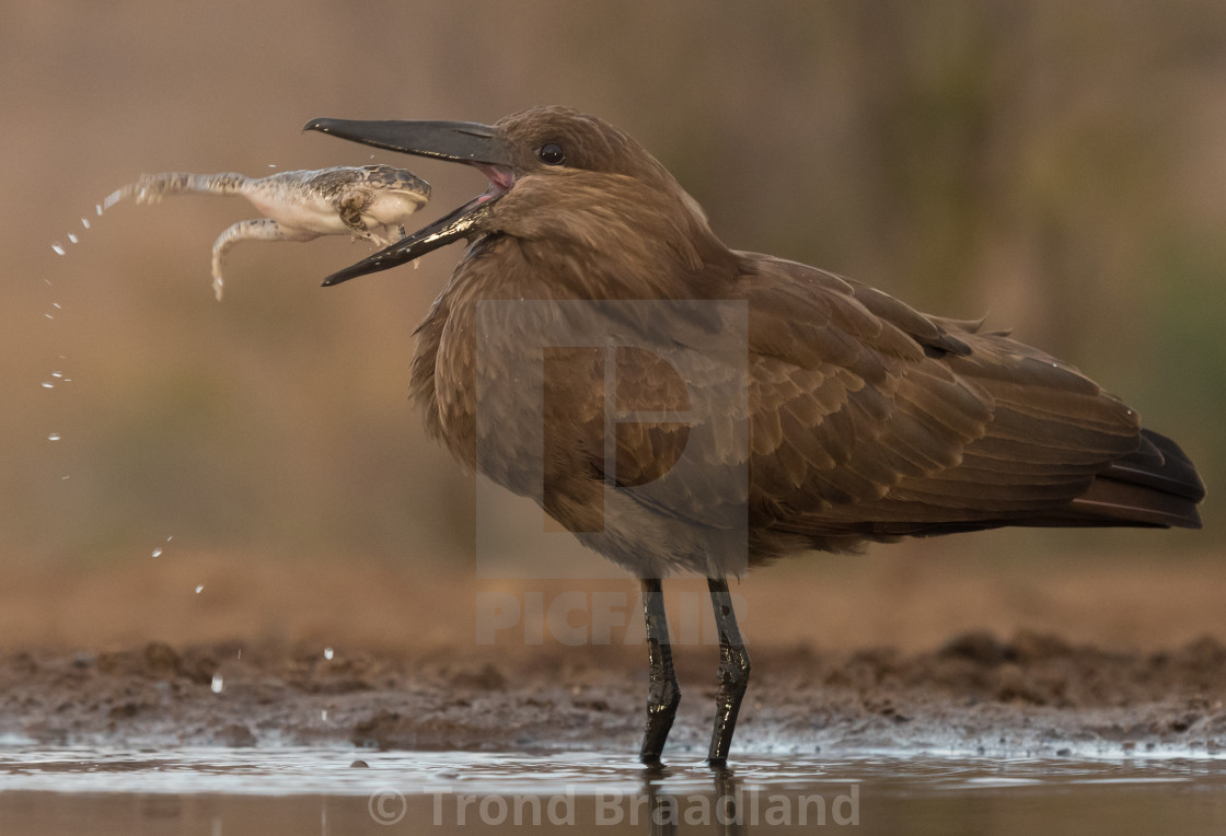 "Hamerkop" stock image