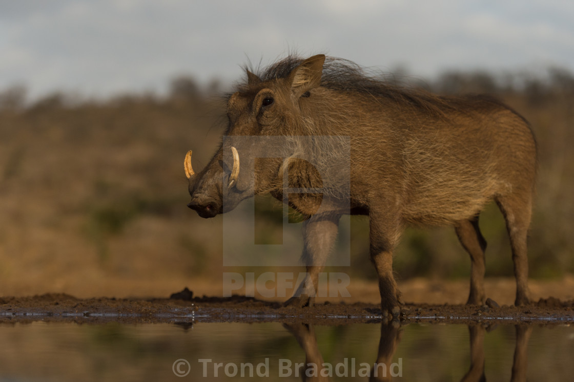 "warthog" stock image