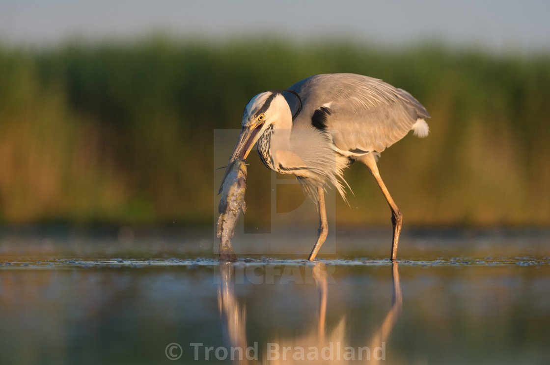 "Grey heron" stock image