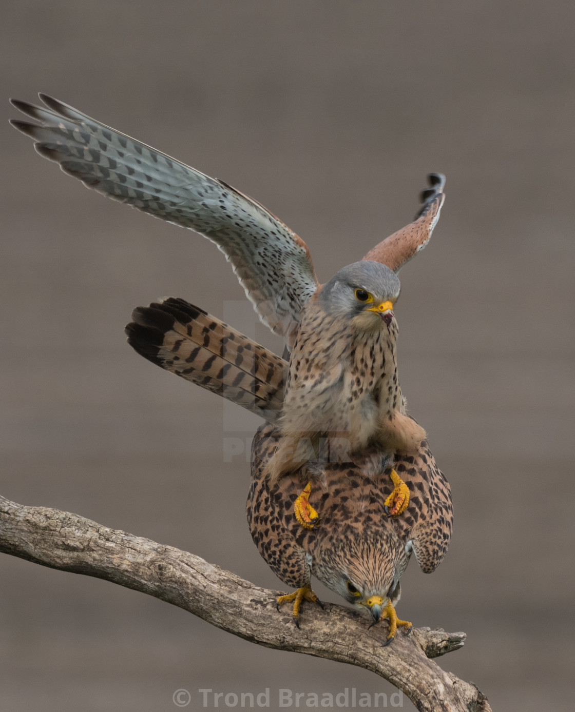 "Common kestrels" stock image