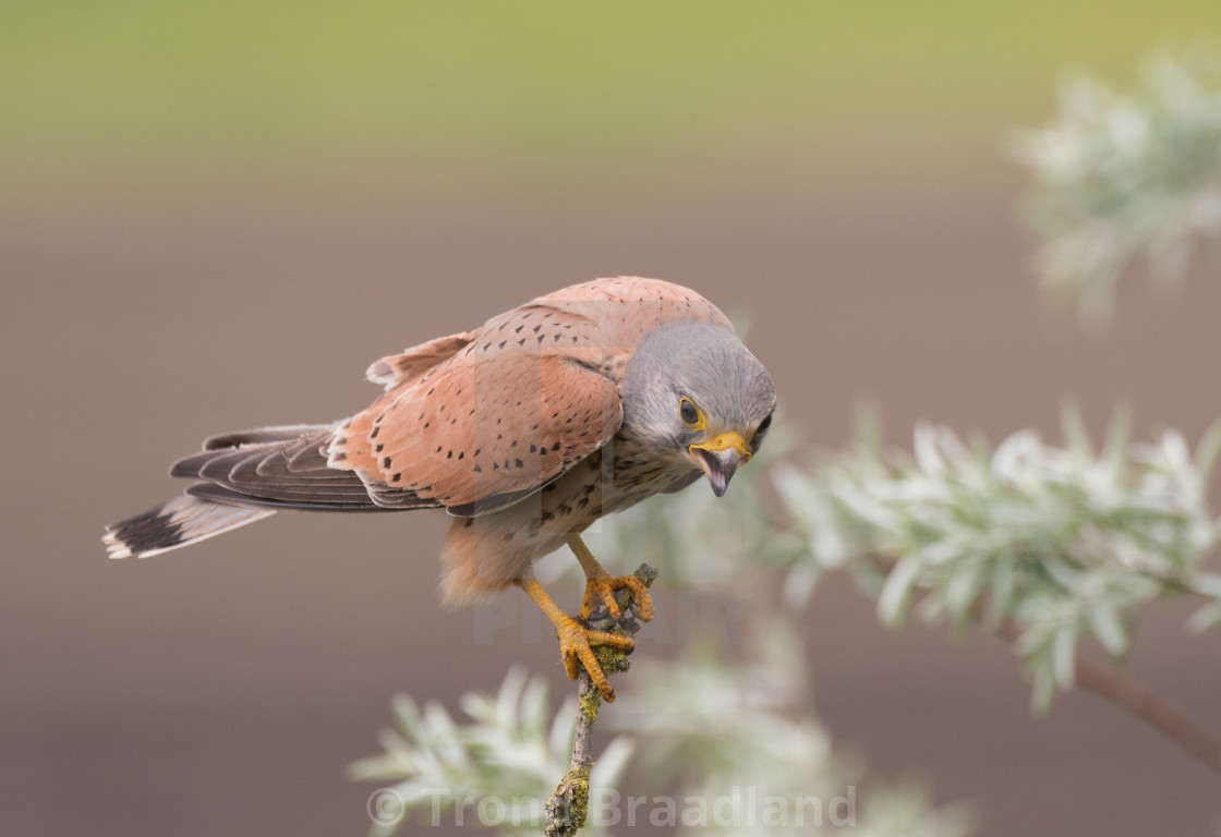 "Common kestrel" stock image