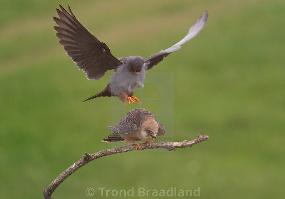 "Red-footed falkons" stock image