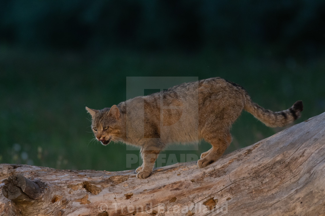 "European wildcat" stock image