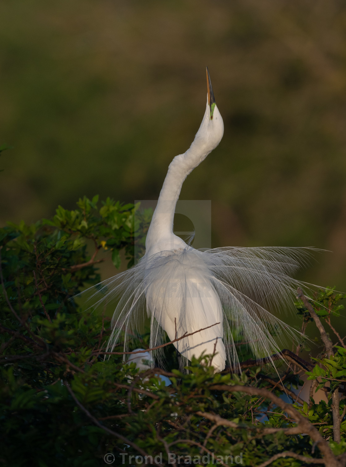 "Great egret" stock image