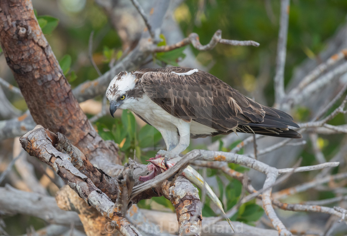 "Osprey" stock image