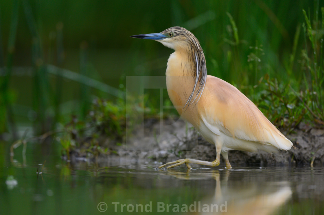 "Squacco heron" stock image