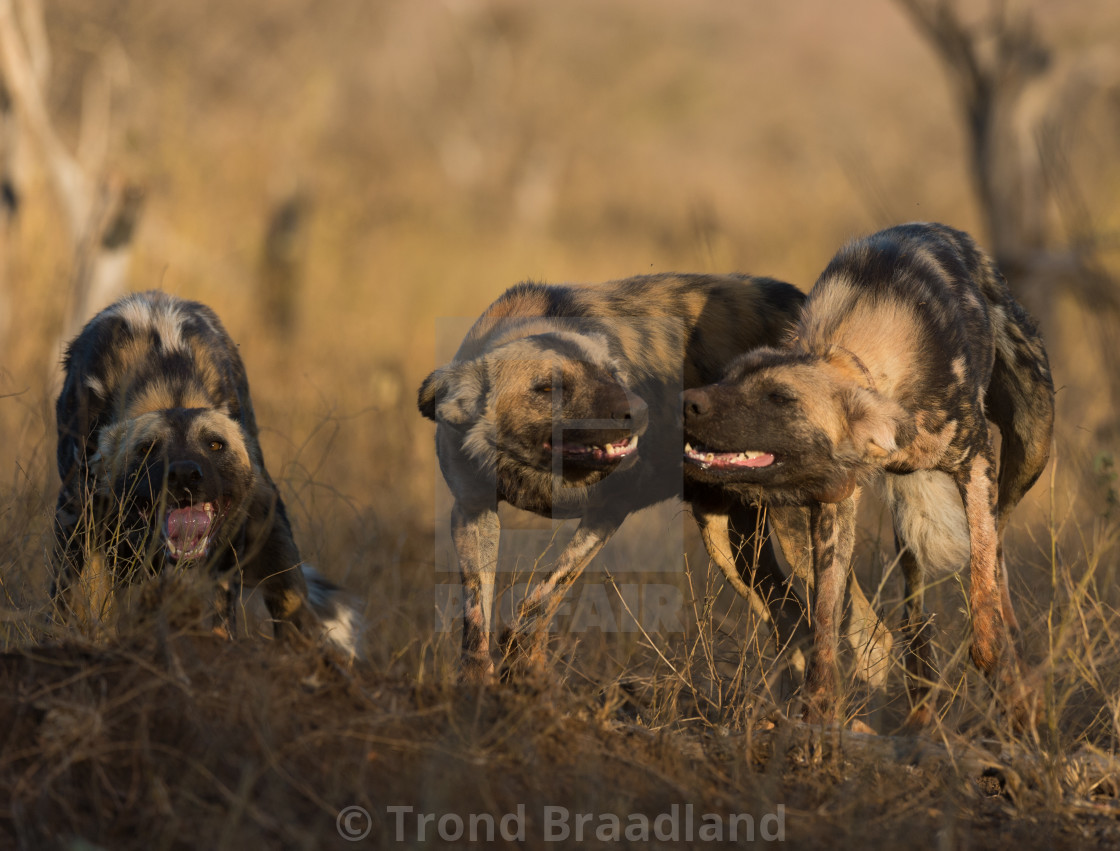 "African wild dogs" stock image