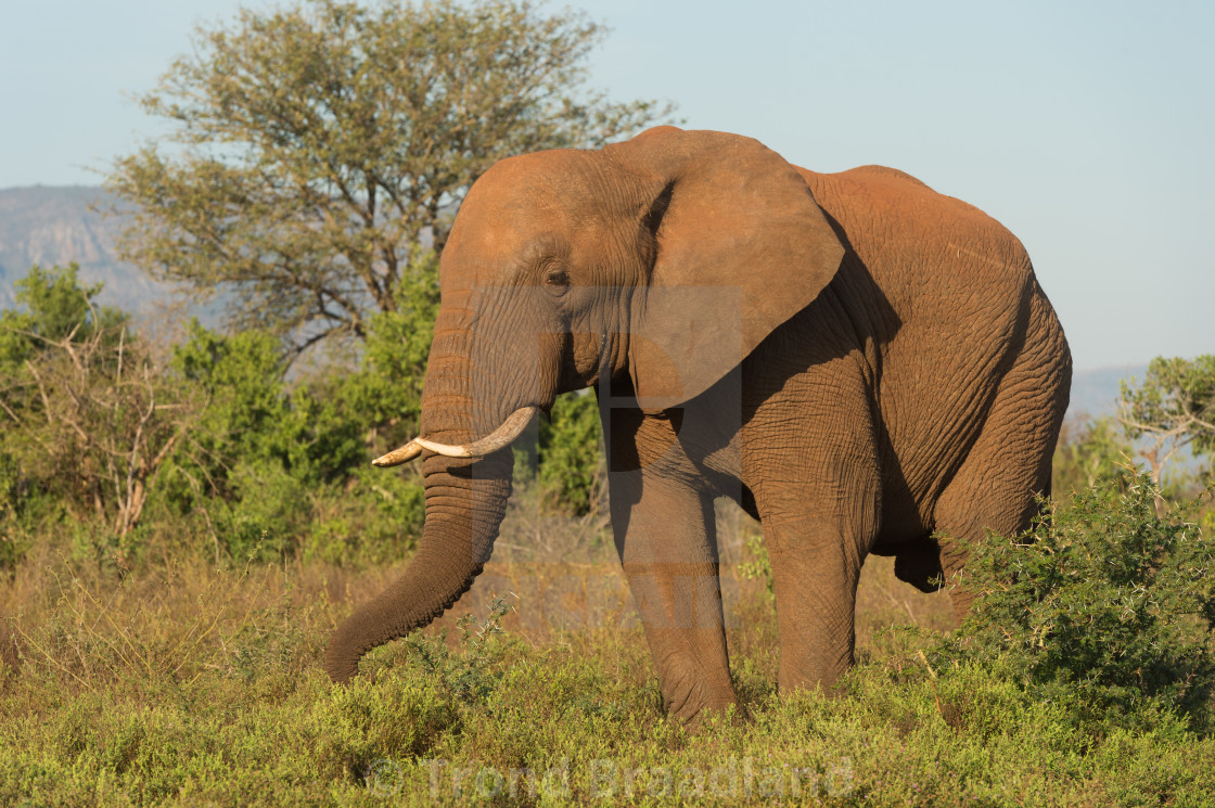 "African bush elephant" stock image