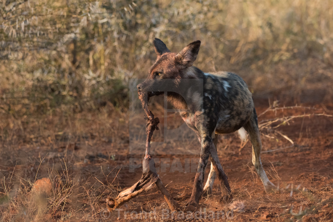 "African wild dog" stock image