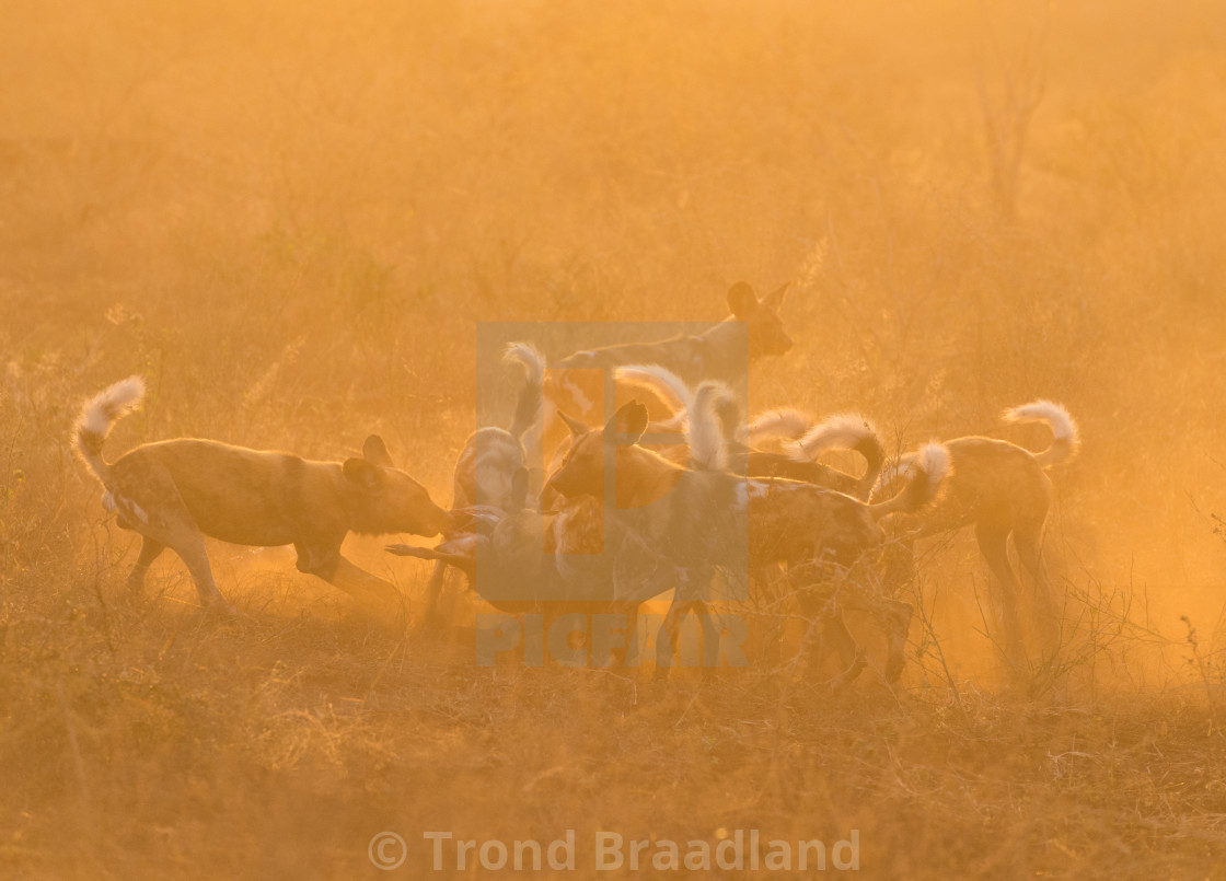 "African wild dogs" stock image