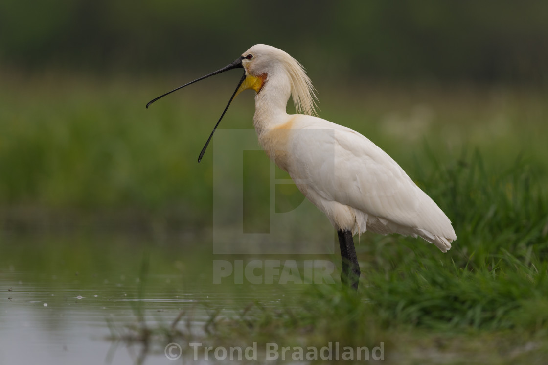 "Eurasian spoonbill" stock image