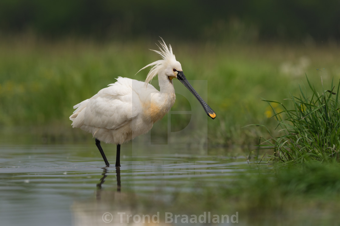 "Eurasian spoonbill" stock image