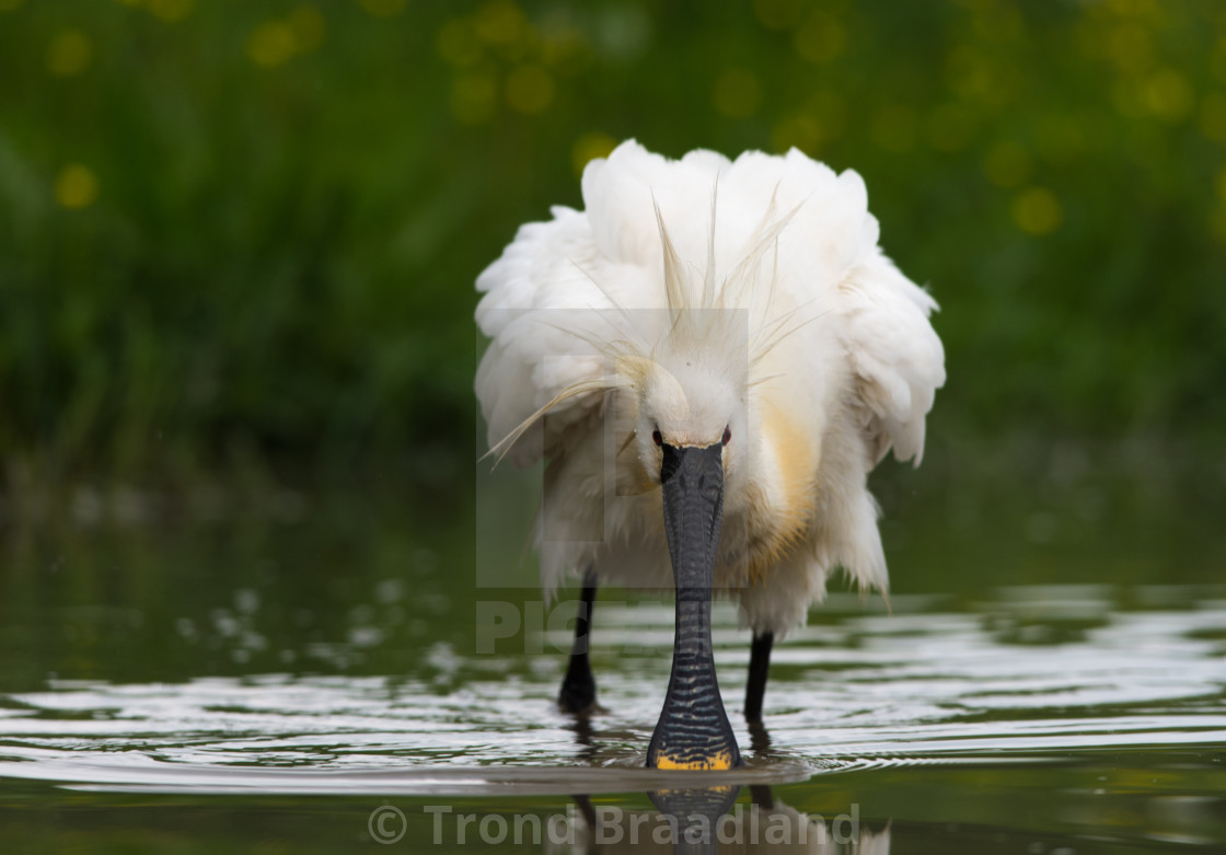 "Eurasian spoonbill" stock image