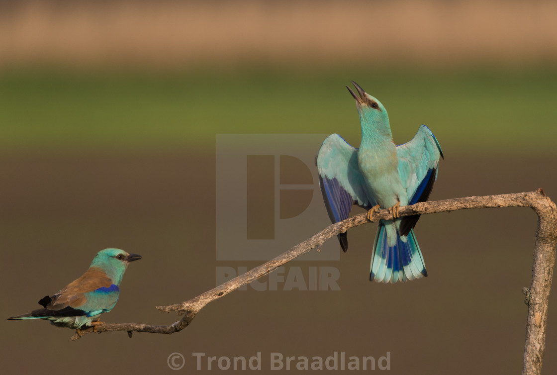 "European rollers" stock image