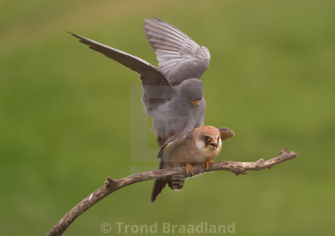 "Red-footed falcon" stock image