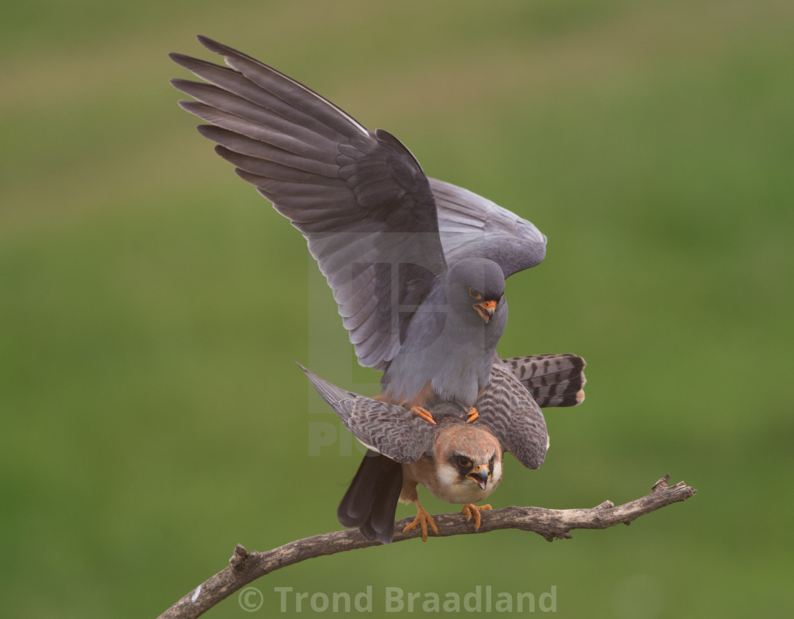 "Red-footed falcons" stock image