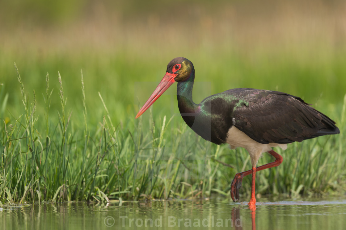 "Black stork" stock image