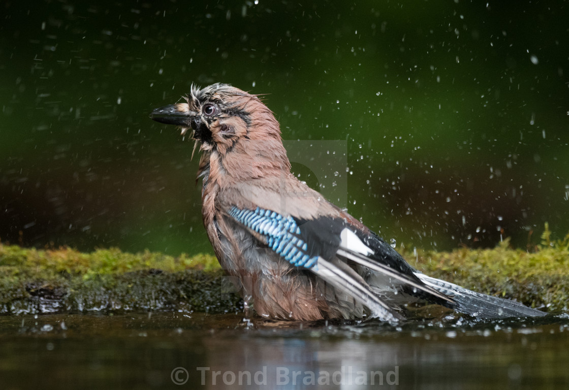 "Eurasian jay" stock image