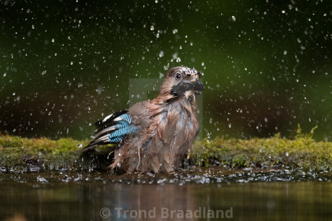 "Eurasian jay" stock image