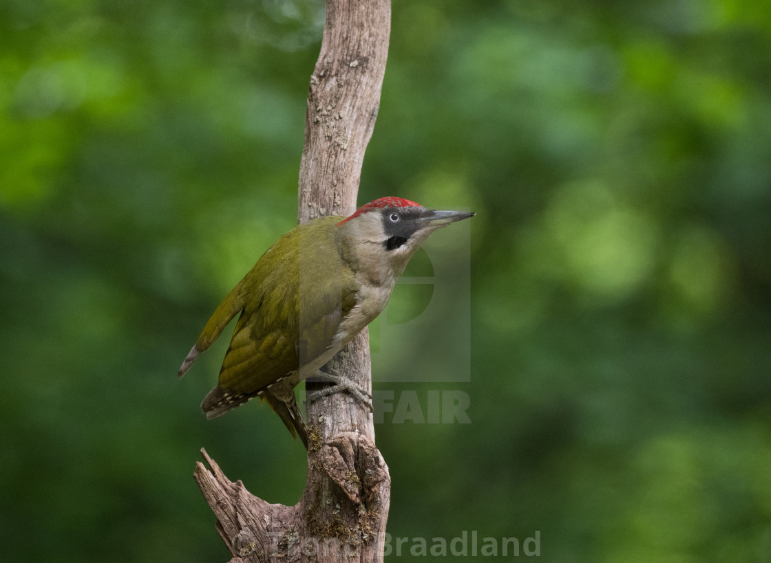 "European green woodpecker" stock image