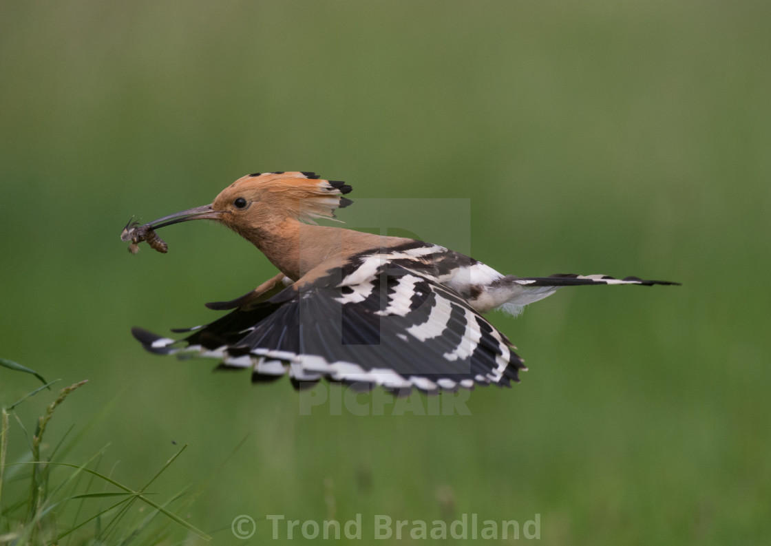 "Eurasian hoopoe" stock image