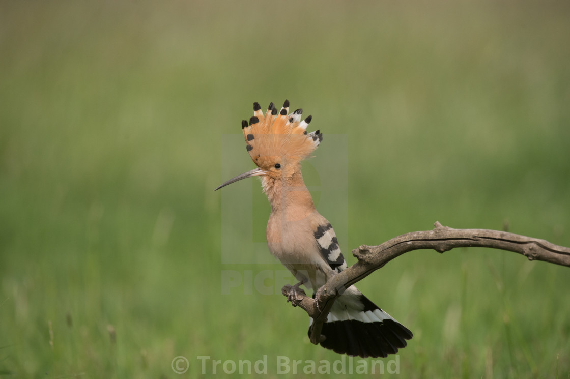 "Eurasian hoopoe" stock image