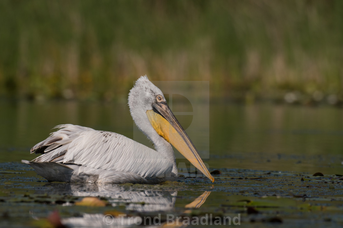 "Dalmatian pelican" stock image